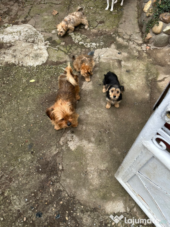 Cățeluși drăguți jucăuși și pufoși s caută stăpân