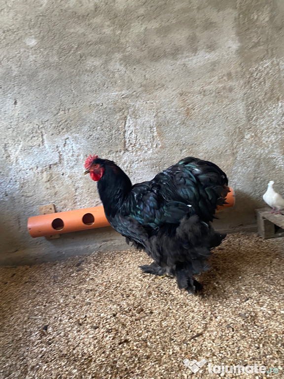 Cocoș Cochinchina uriaș