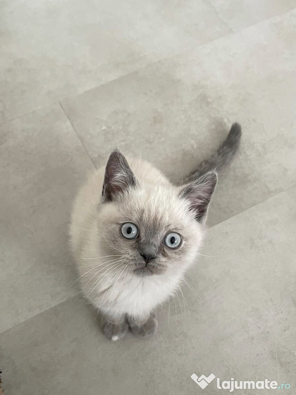 British Shorthair color point