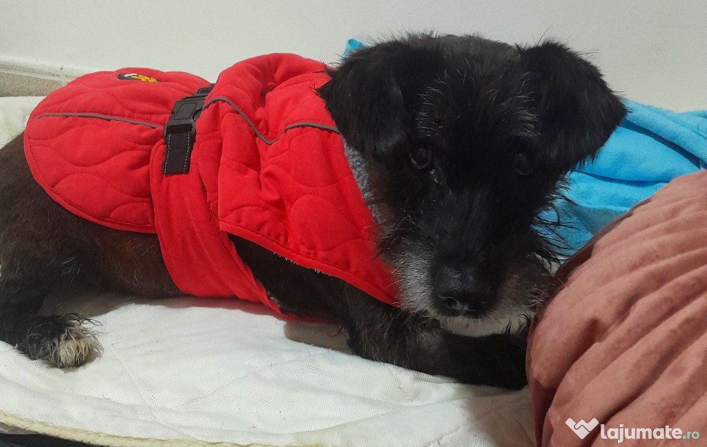 Adoptie caine negru castrat