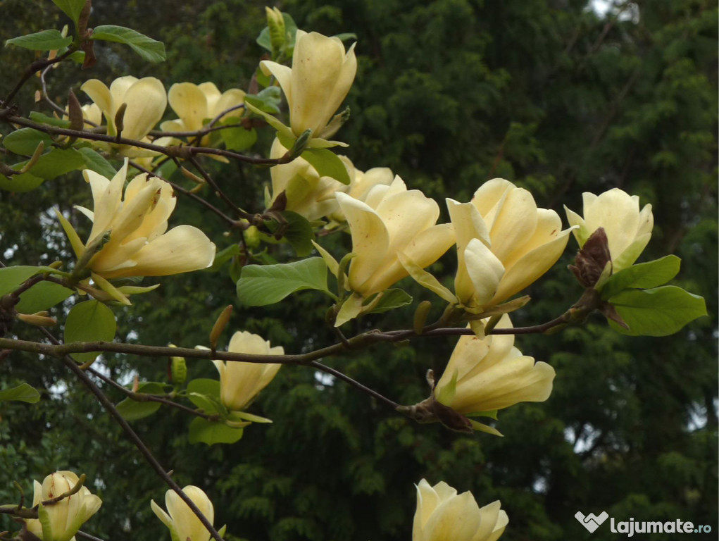 Magnolie golden sun