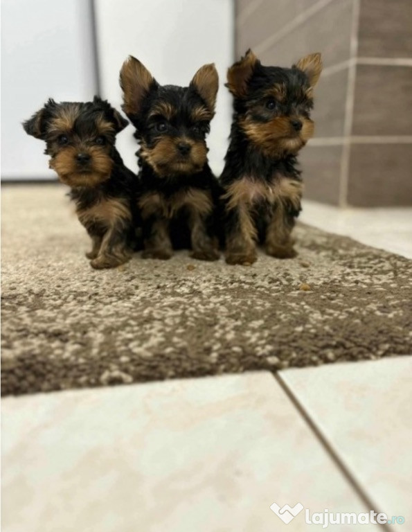 Yorkshire Terrier