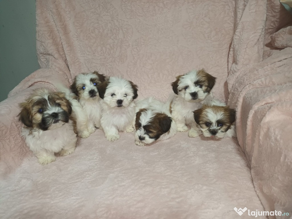 Catelusi Shih Tzu - născuți pe 25 august