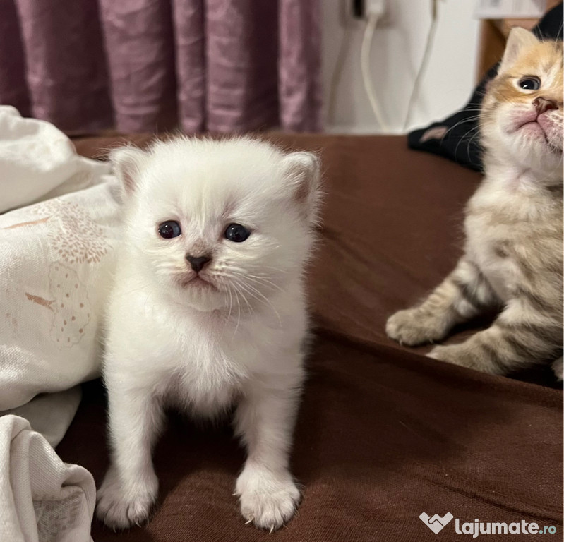 Avem 6 pisici British Longhair și Shorthair