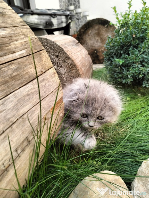 Pisicuțe Scottish Fold