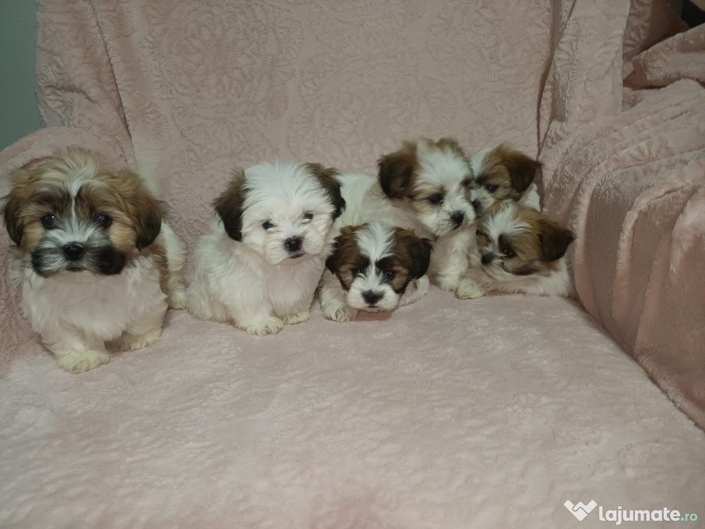 Catelusi Shih Tzu