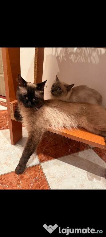 Motan birmanez de 3 ani