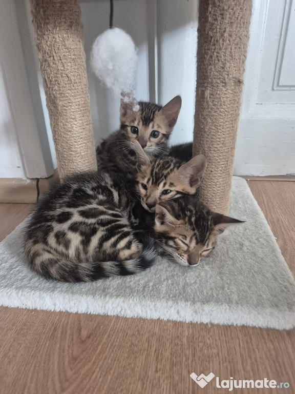 Pui pisica bengal 2 luni