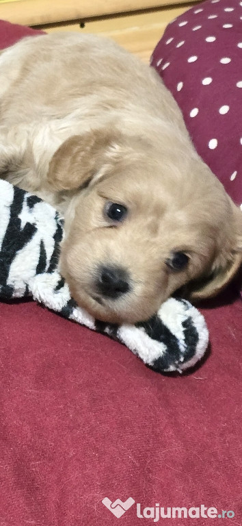 Maltipoo, iubibili si inteligenţi