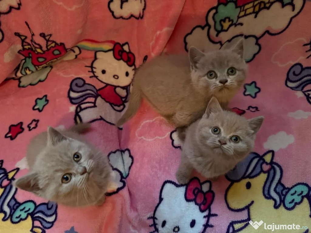 Pisicuțe British Shorthair