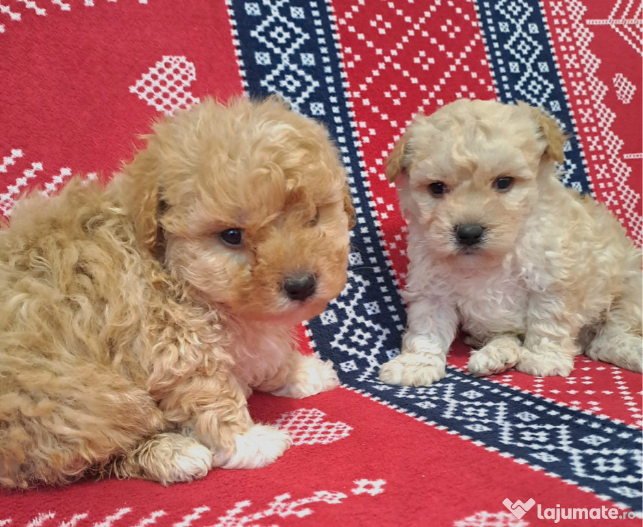 Căței Bichon maltez