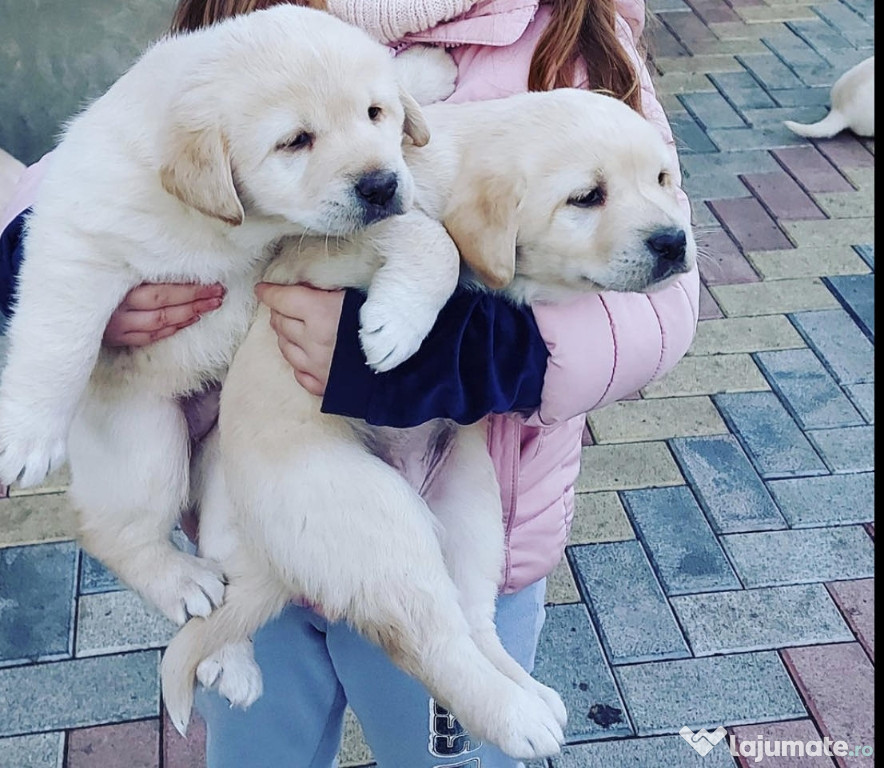 Labrador Retriever