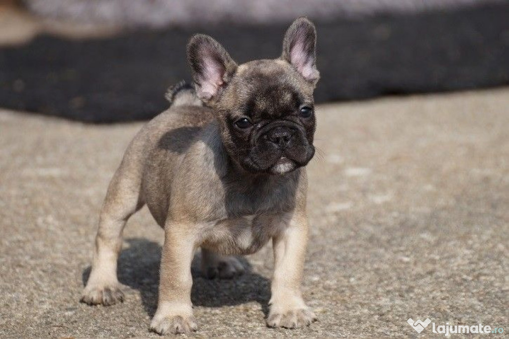 Femele şi masculi buldog francez