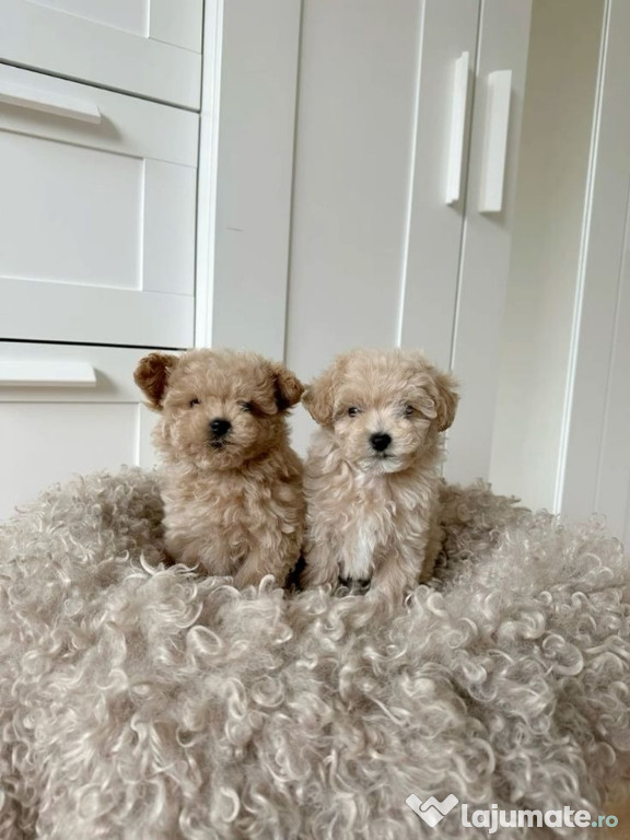 Maltipoo poodle mini toy