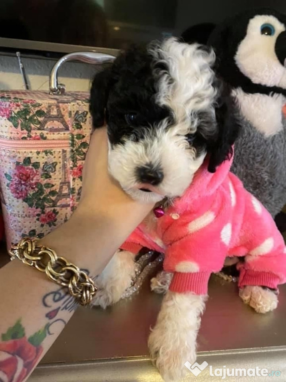 Maltipoo poodle mini toy