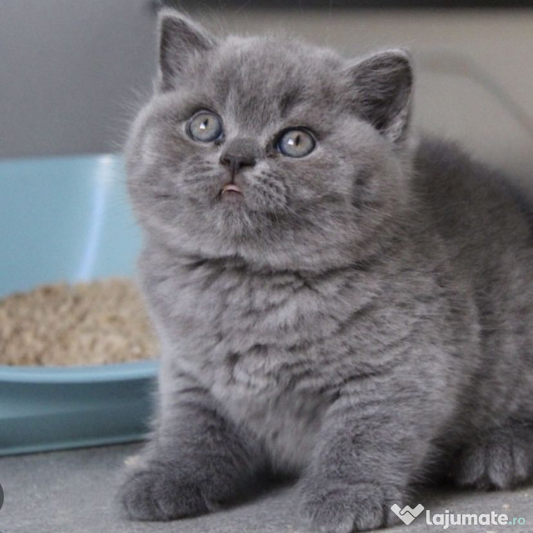 British shorthair băieței și fetițe