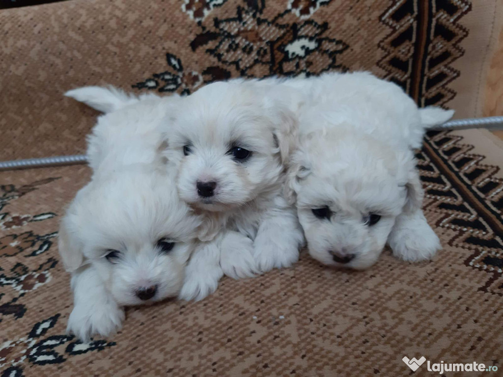 Pui de Bichon maltez IAȘI