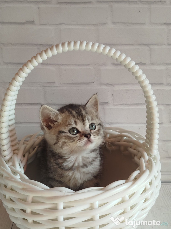 British shorthair motănei și pisicuțe