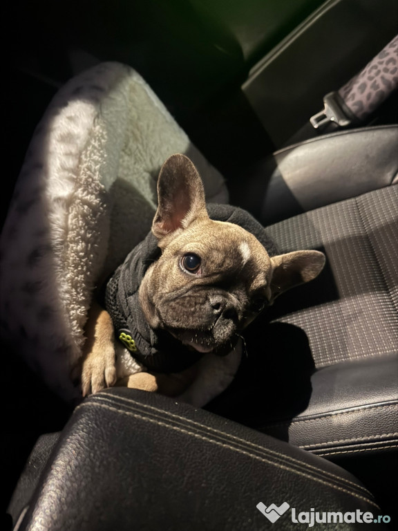 BULDOG FRANCES de vânzare