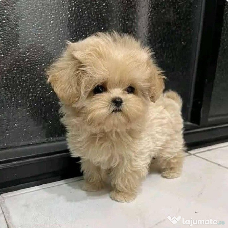 Maltipoo Mini Toy