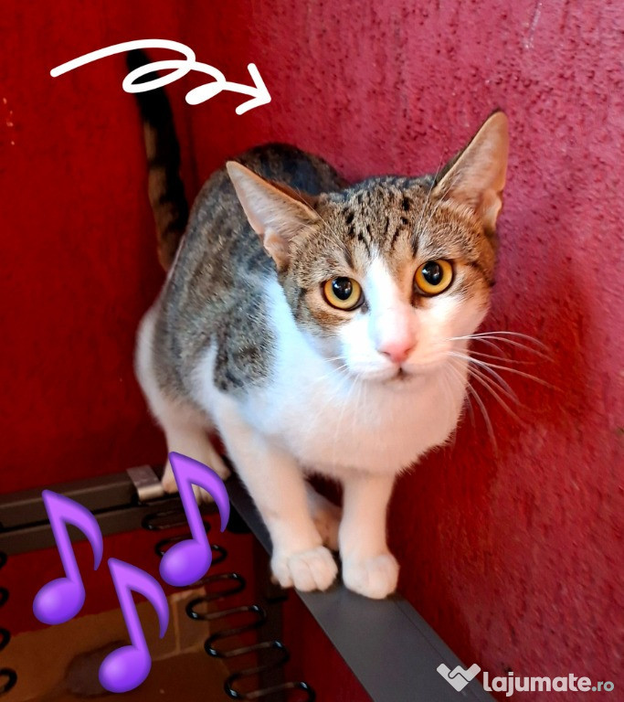 Adoptie motan vargat Aladin