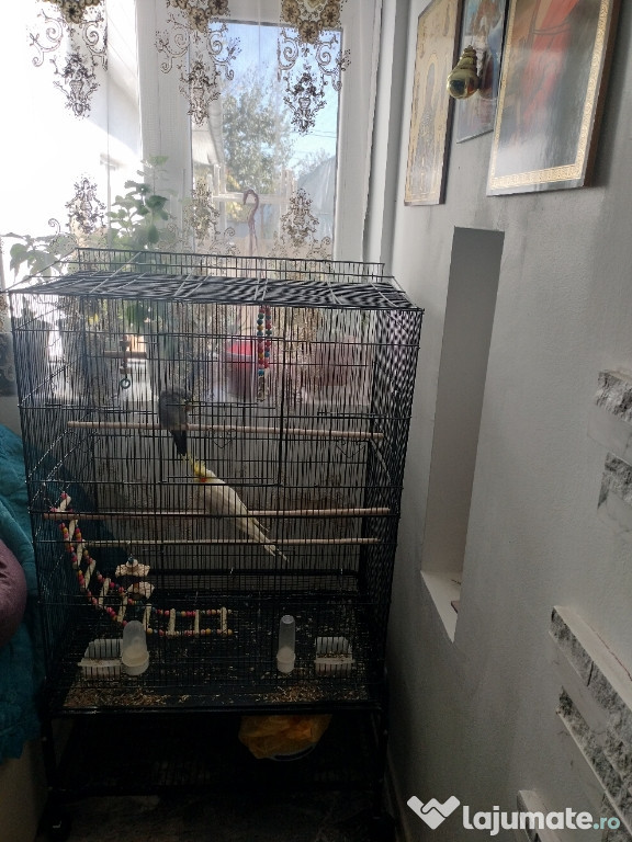 Se vinde papagali nimfa