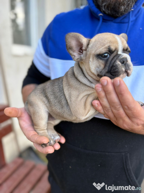 2 femele buldog francez