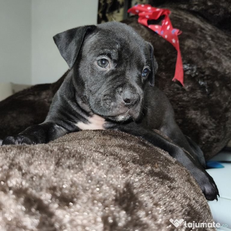 American bully 2 luni