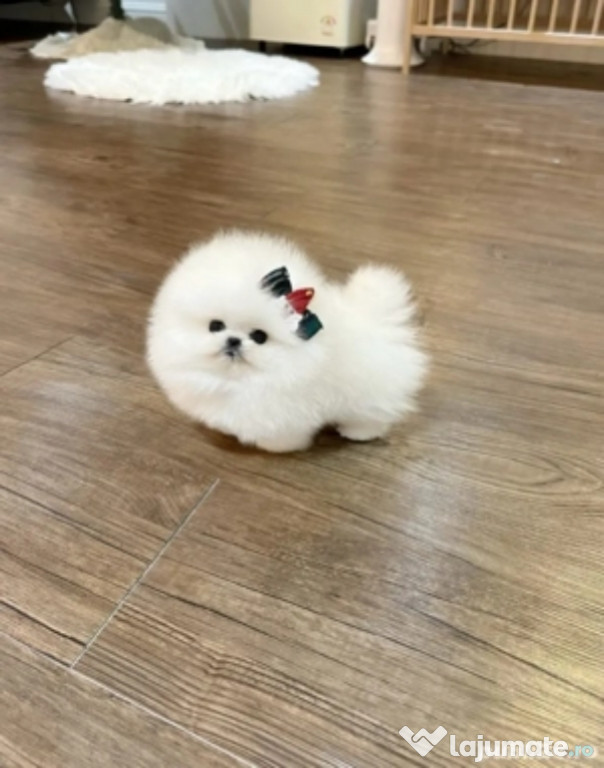 Pomeranian Teeacup Boo Mini de Buzunar !
