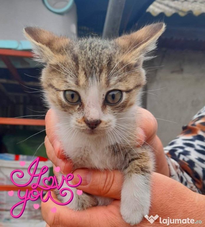 Adoptie pui de pisica tigrata Misulicii