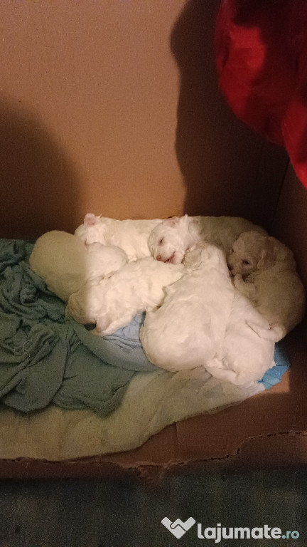 Vand pui de bichon maltez