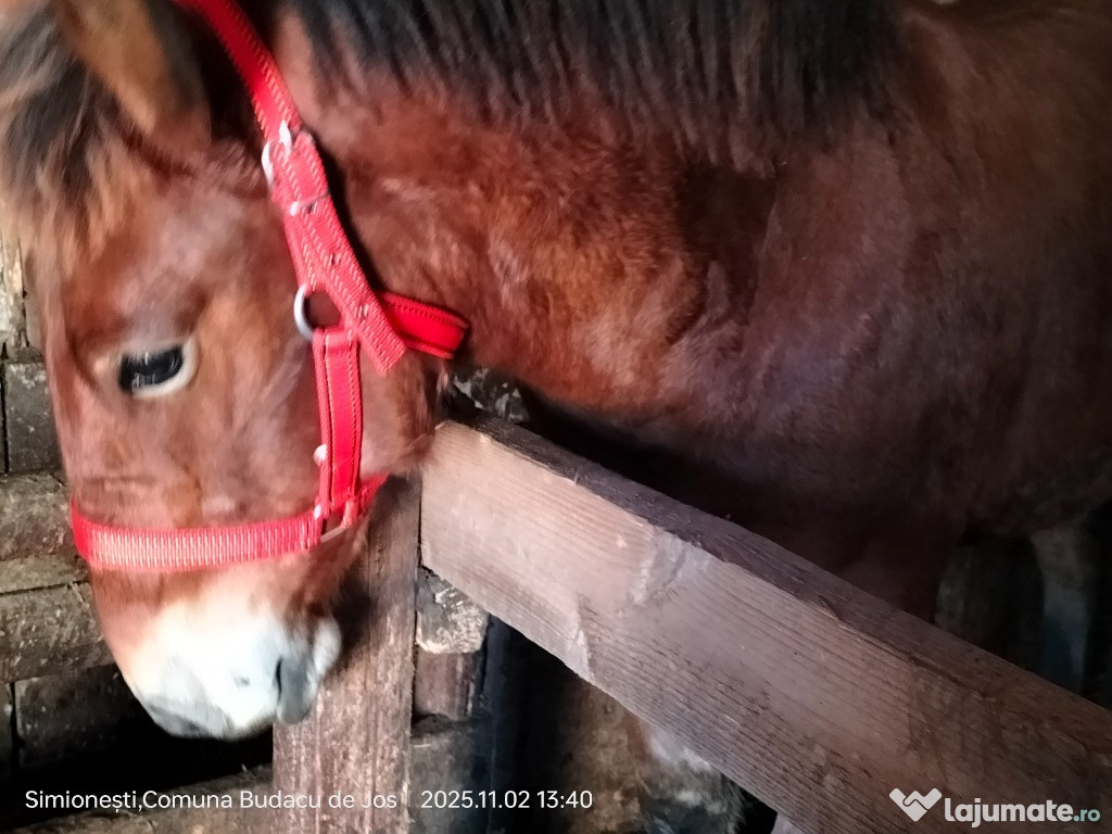 Vând mânz foarte frumos