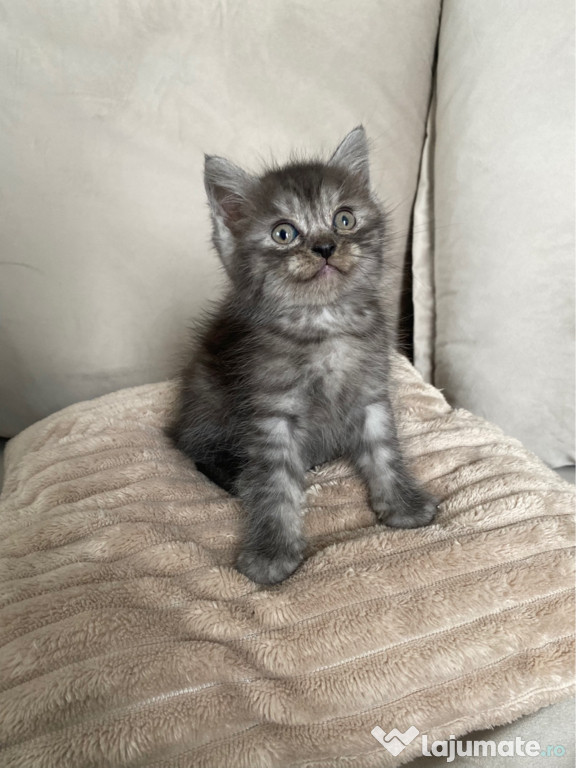 British shorthair pui superbi