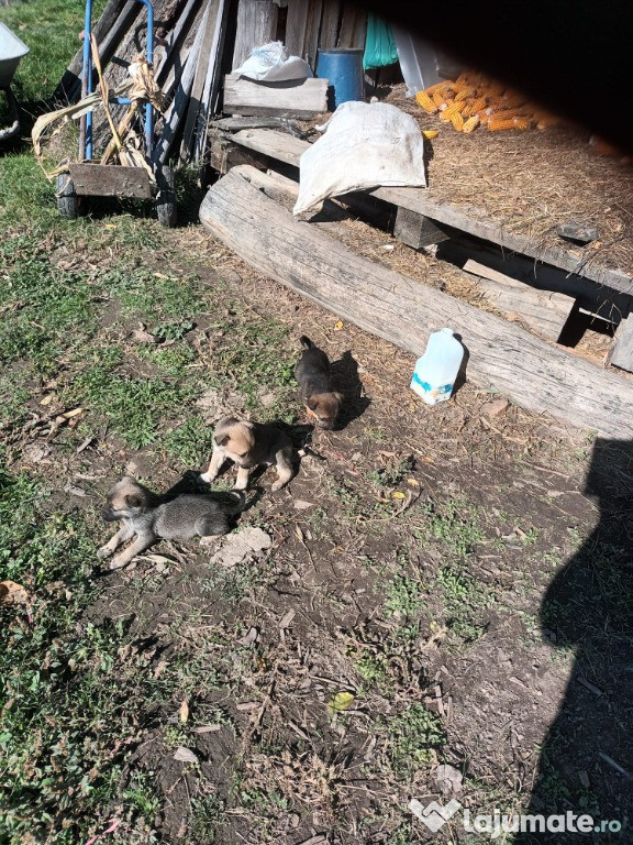 Donez catei, Razboieni - Neamt