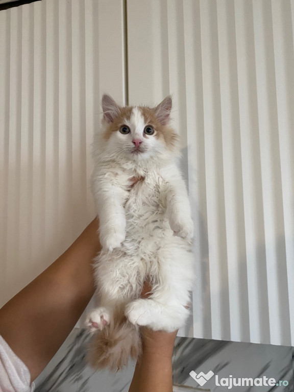 Siberiană de pădure puișori