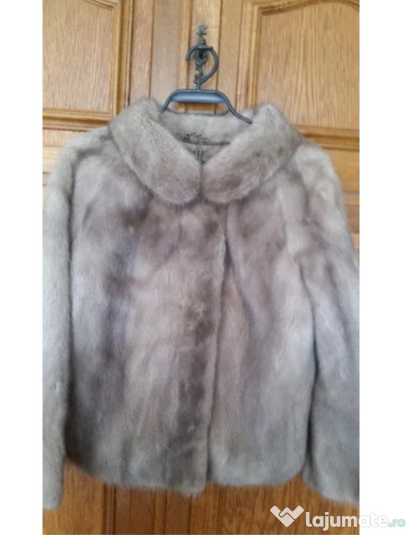 Haina blana scurta vizon Mustela deosebita pretentiosiv