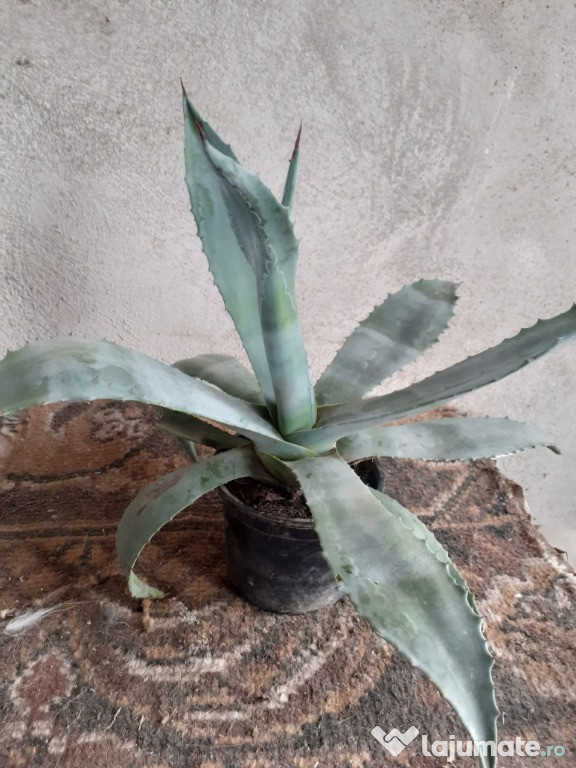 Agave verzi și verzi cu galben