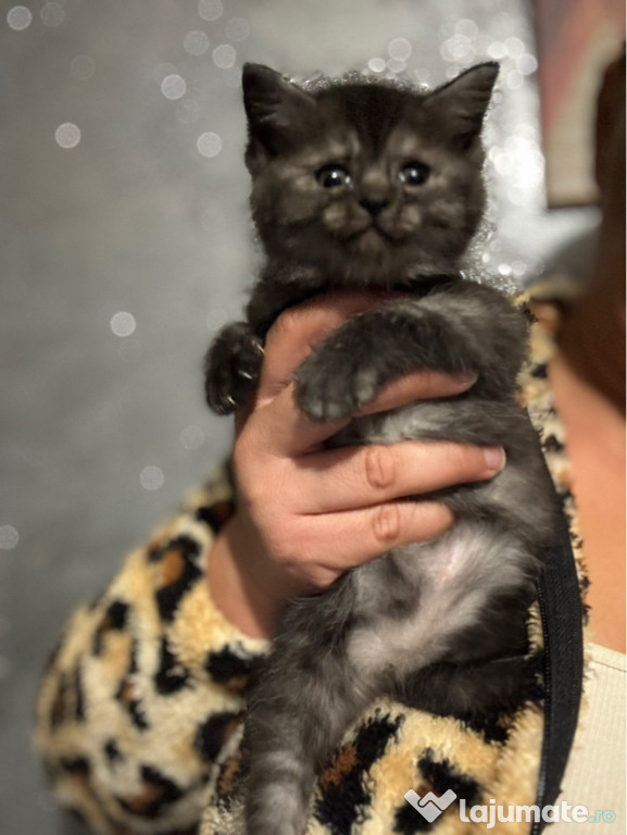 British shorthair pui superbi