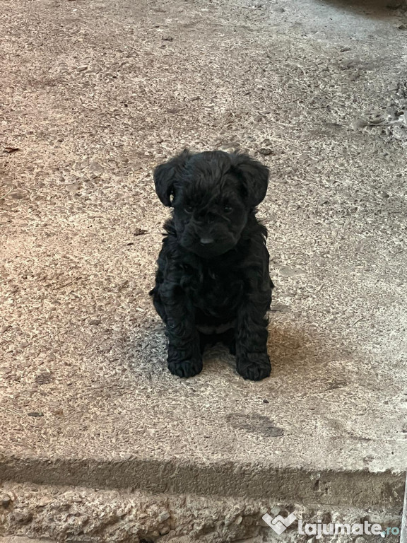 Căței rasa Snoodle Dog