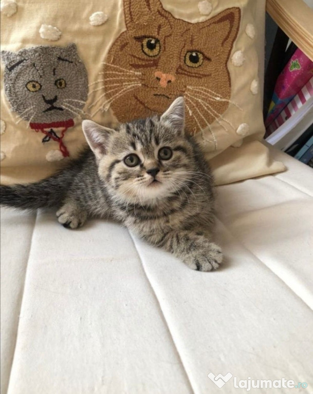 British shorthair pui superbi