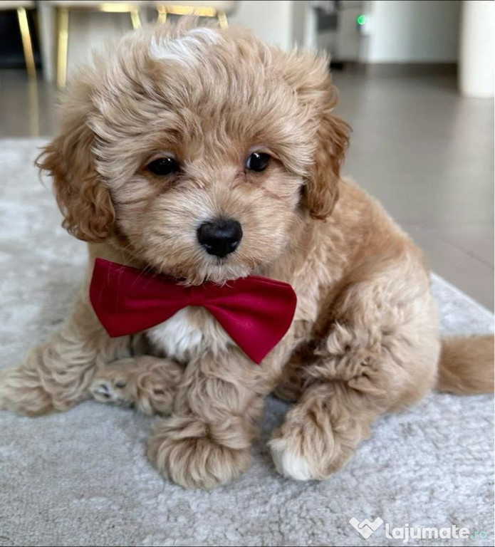 Maltipoo puiuți crem