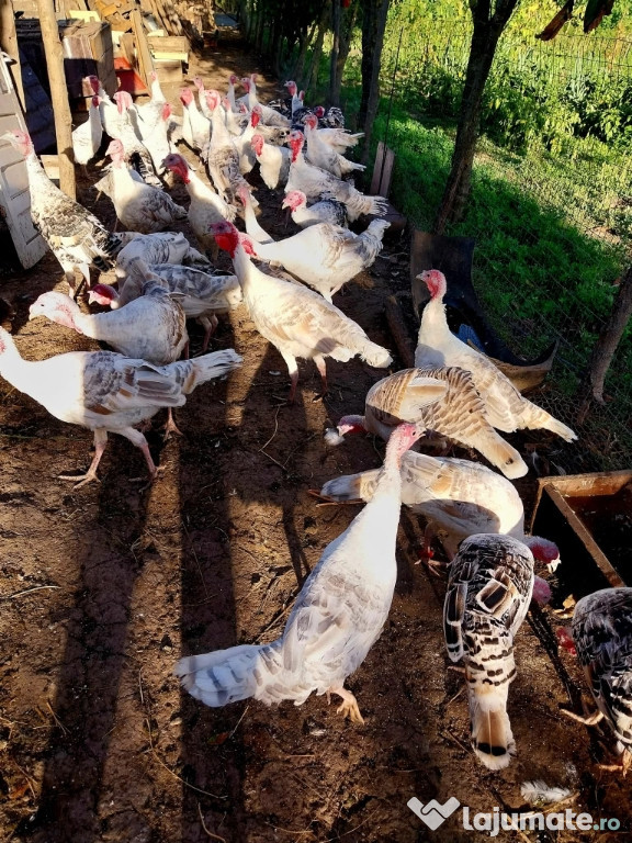 De vânzare curci și curcani !!!