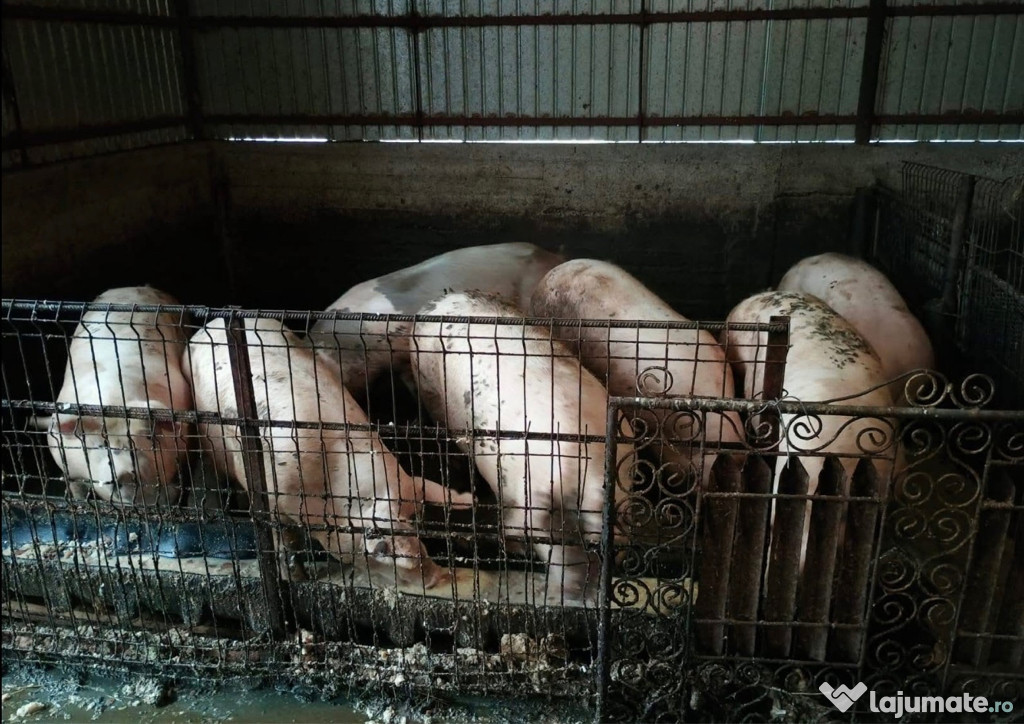 Porci de vanzare