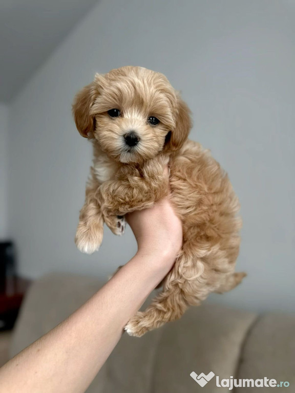Maltipoo poodle mini toy apricot deschis