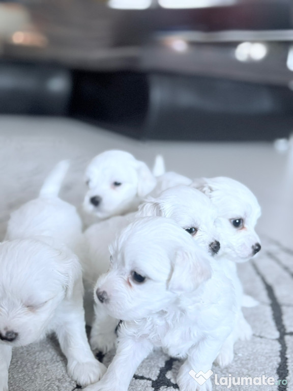 Atentie!Puiuții mei de își caută o familie iubitoare????