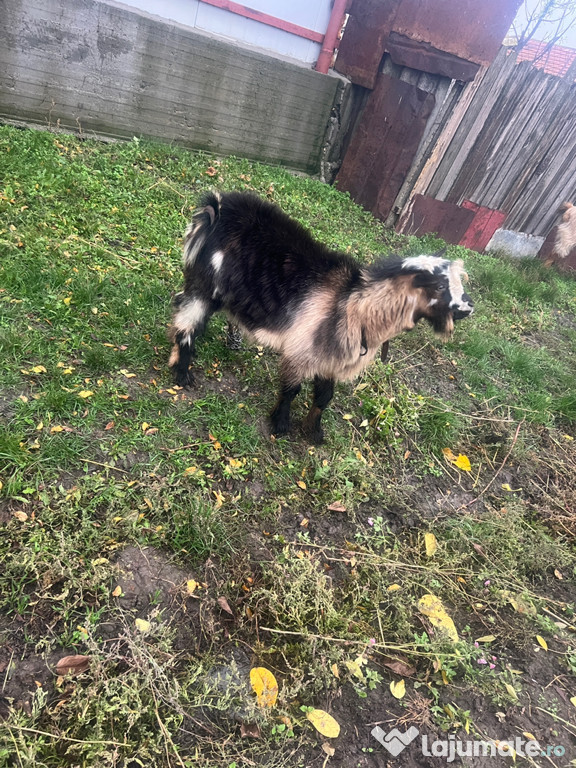 Capra și țap grase