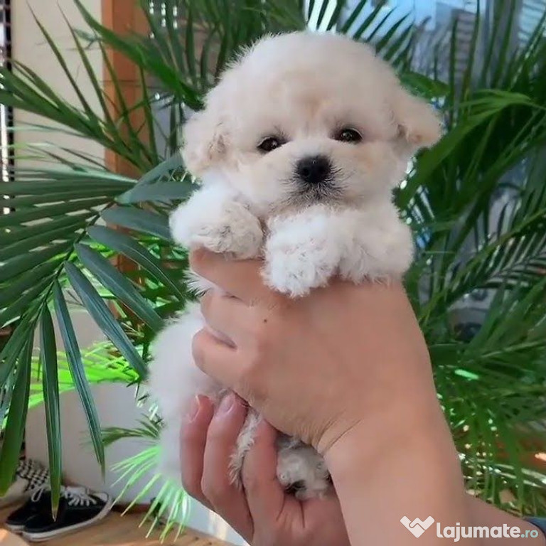 Bichon maltez mini toy