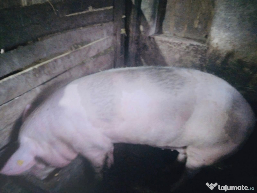 Porci de vânzare pentru Crăciun