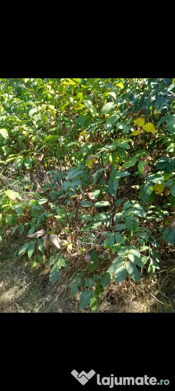 Vînd puieți, pomi fructiferi, nuci