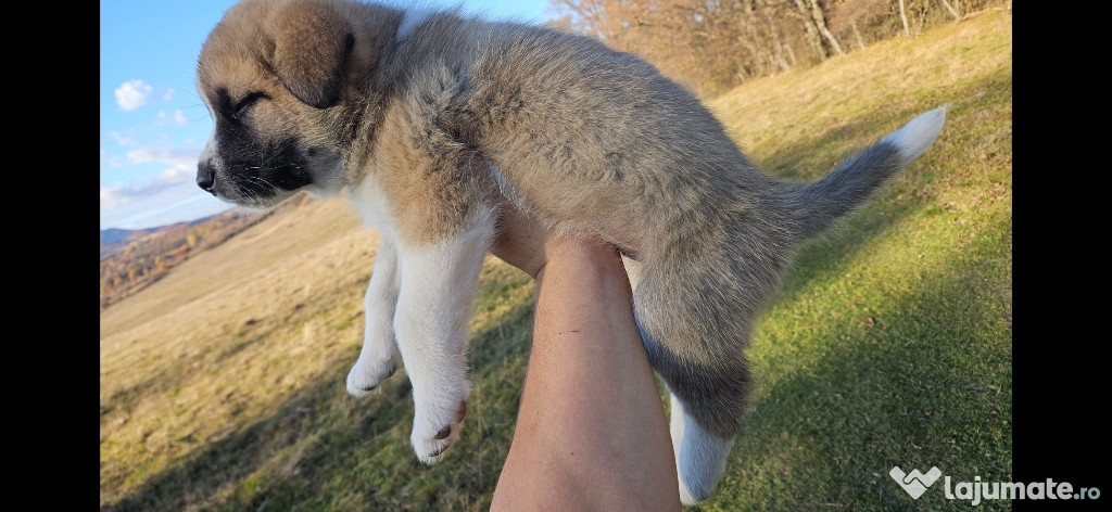 Pui AKITA INU japonez